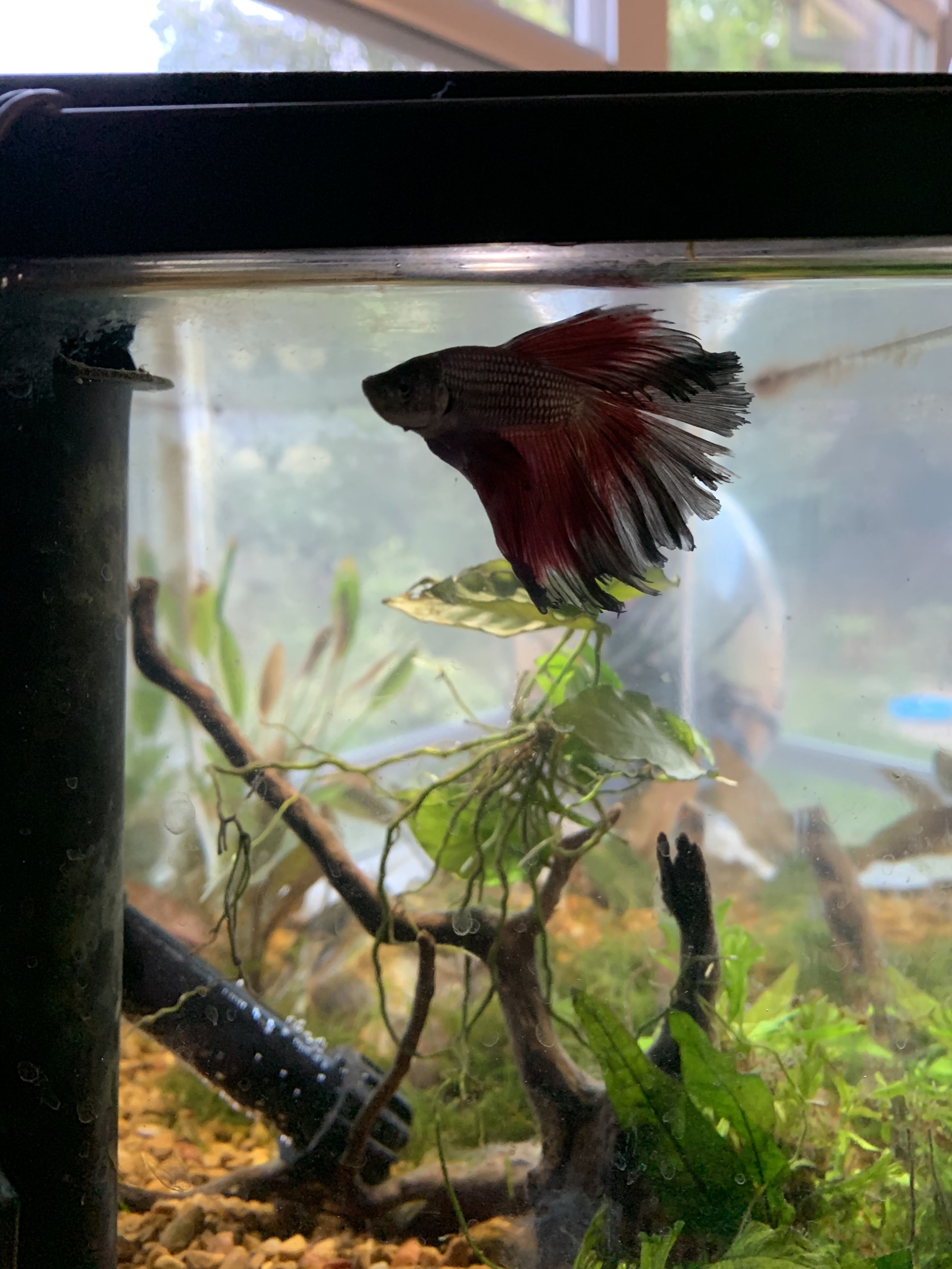 Betta1.JPG