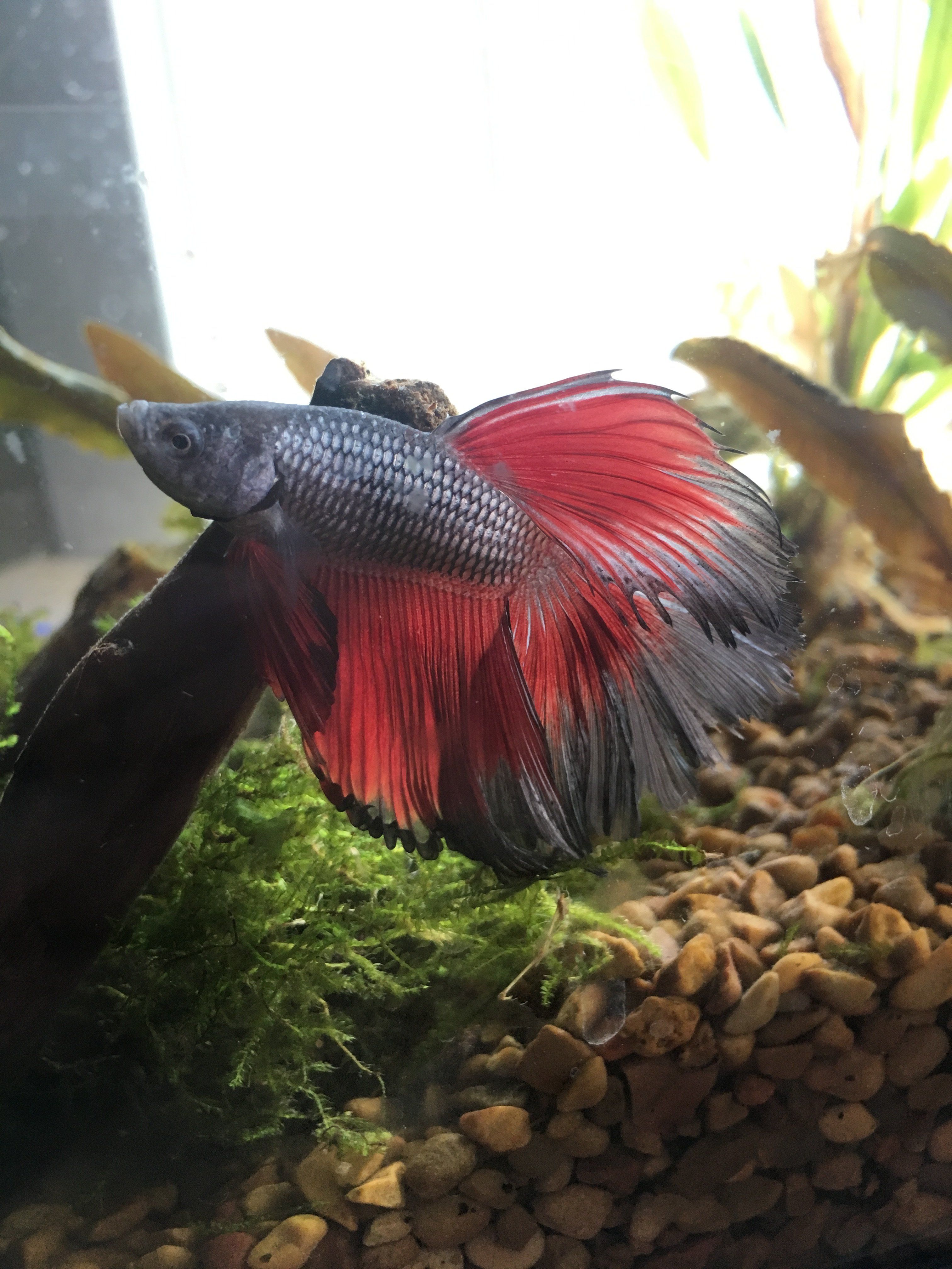 Betta3.JPG