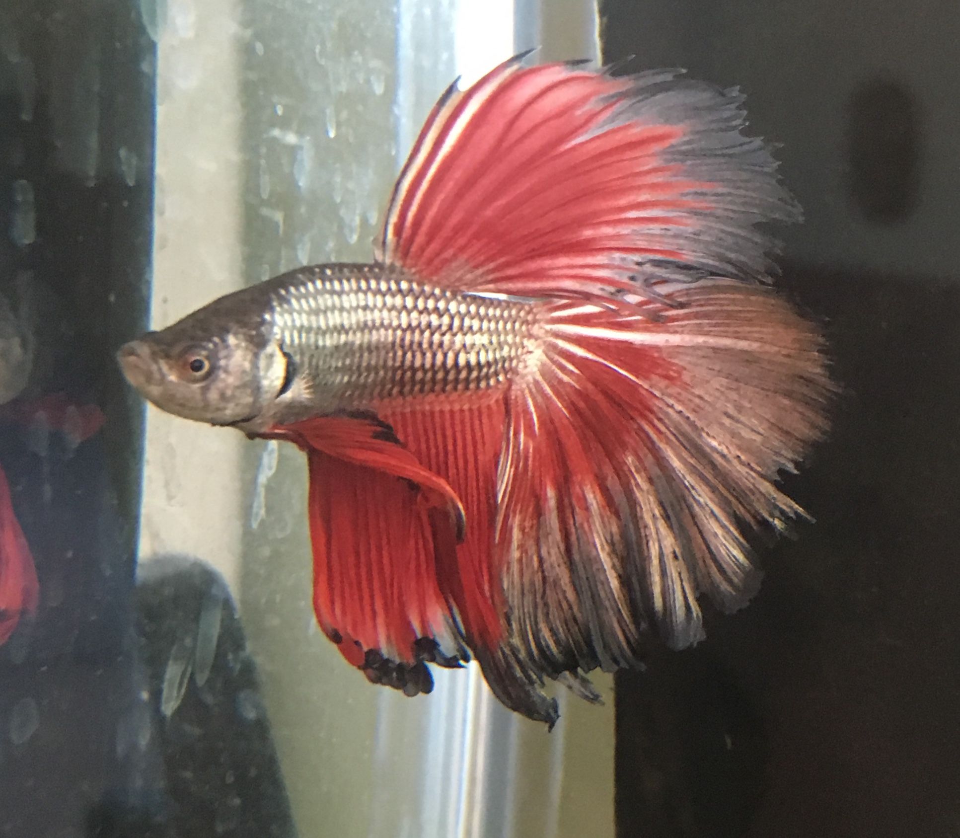 Betta5.jpg