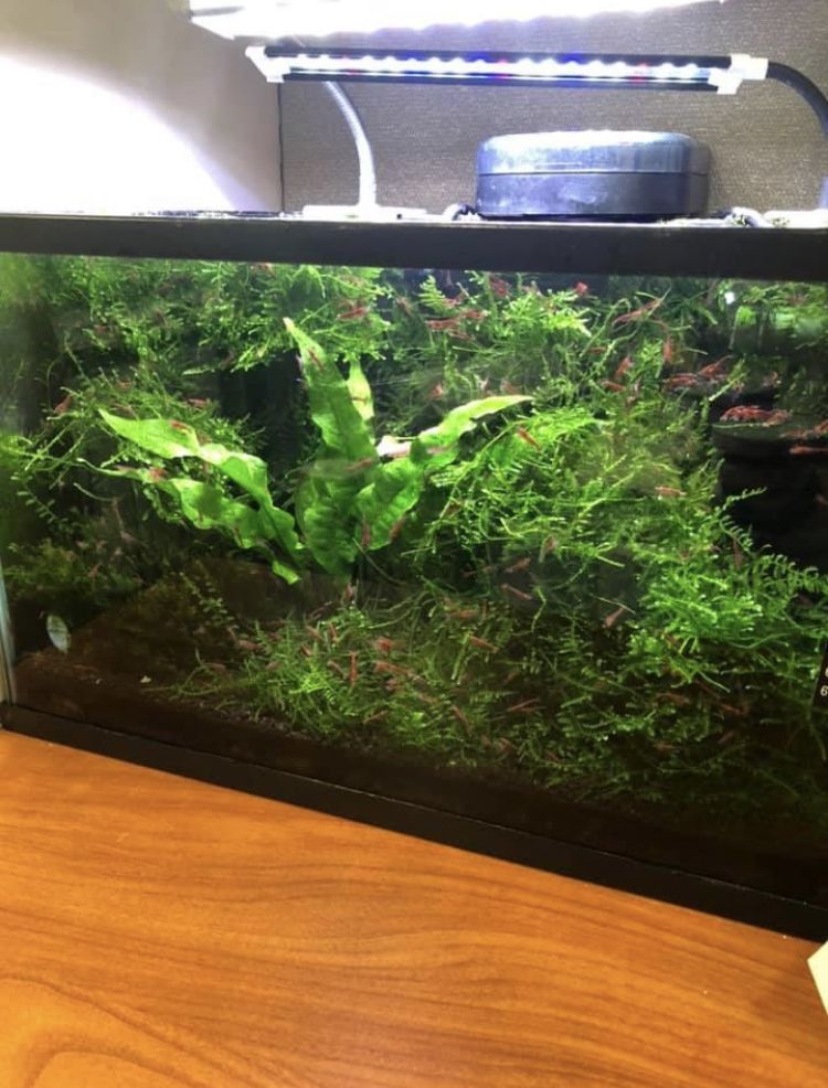 5 gallon hotsell shrimp tank