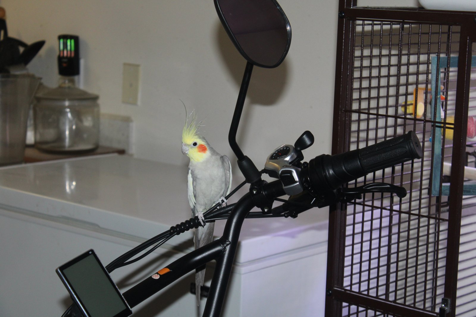 biker bird.JPG