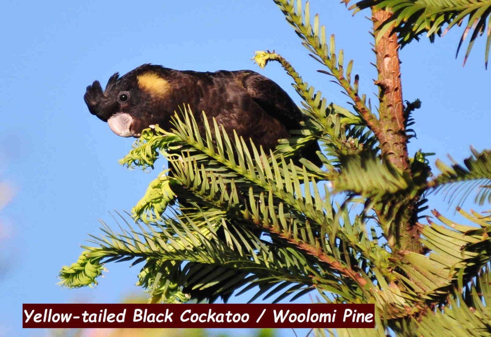 Black Cockatoo.jpg