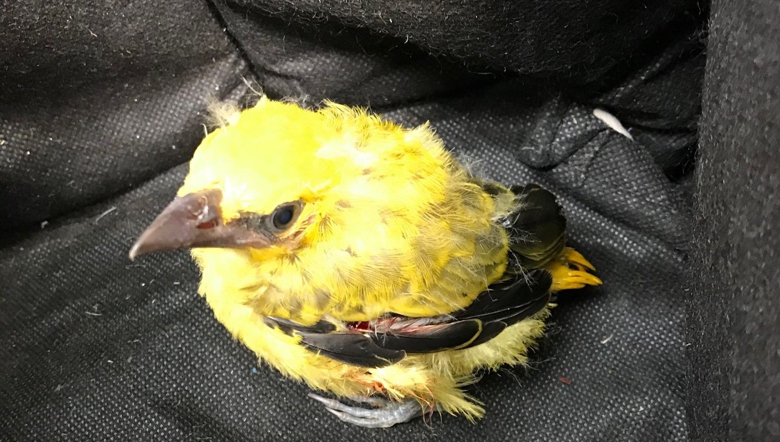 black naped oriole baby first pic.jpg