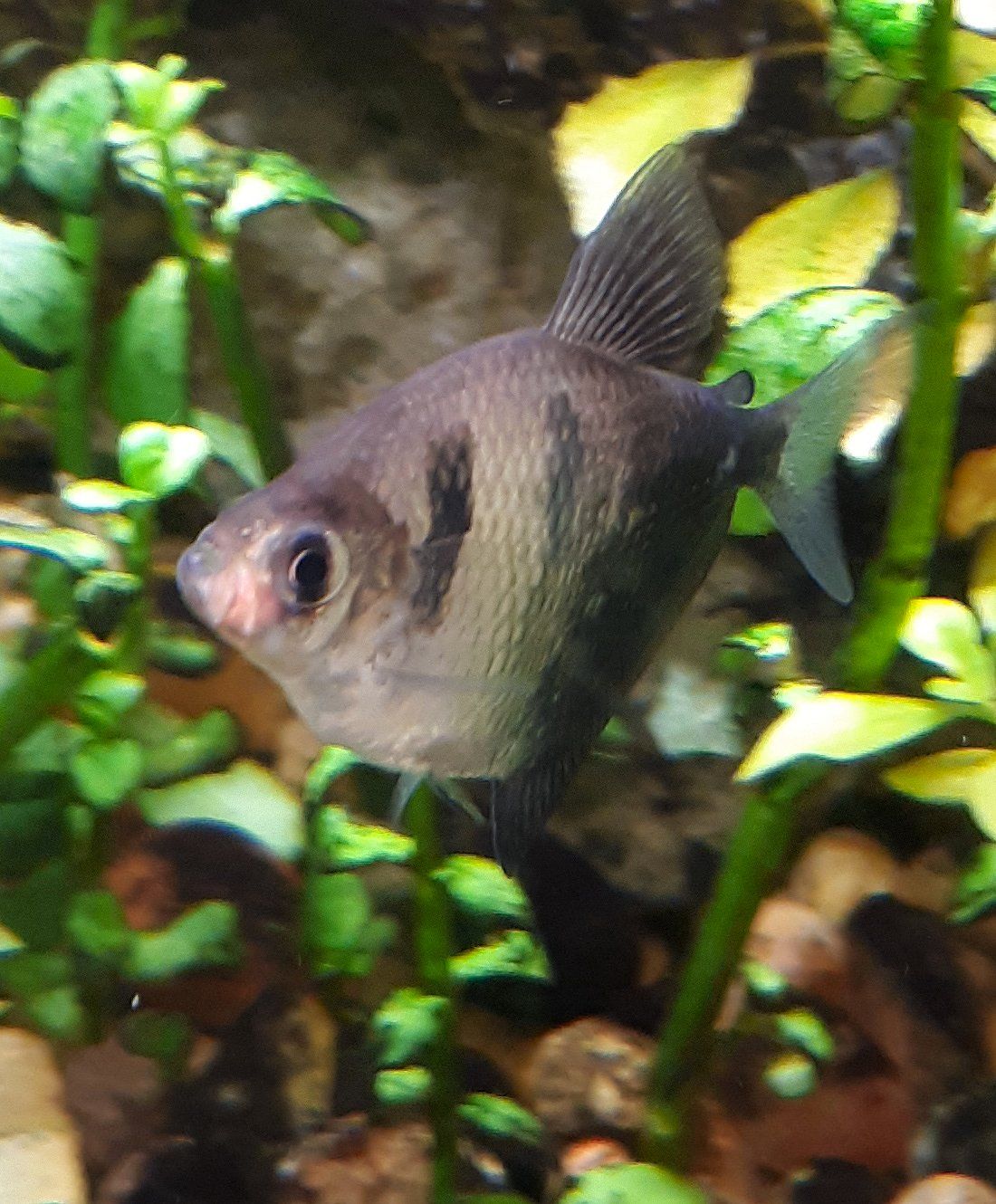 Black_Tetra_Mouth_Growth.jpg