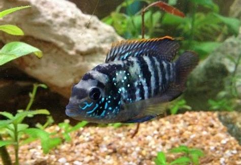 blue acara.jpg