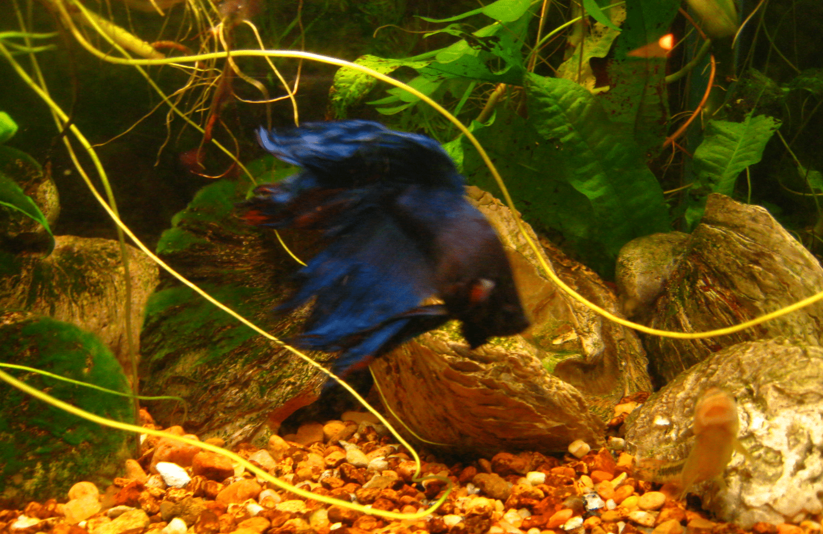 blue betta.png