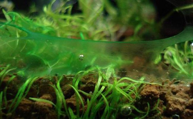 Blue-green-algae-on-surface-of-aquarium.jpg