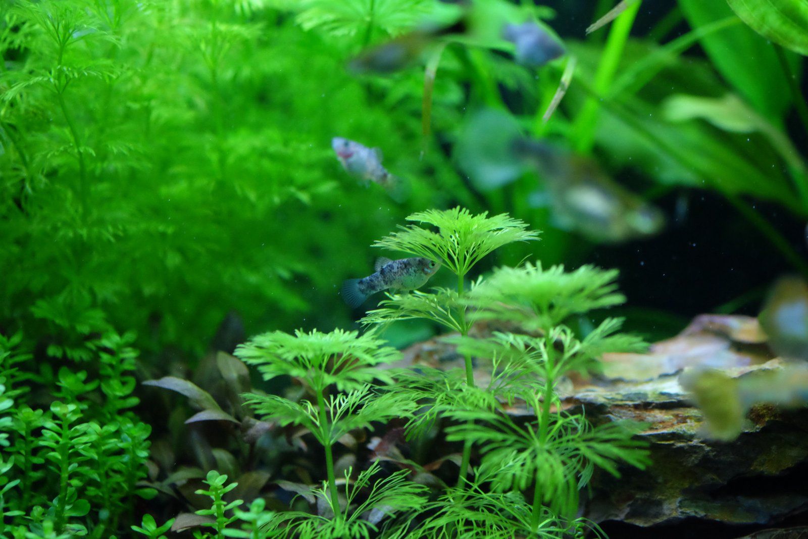 blue platy juveniles.JPG