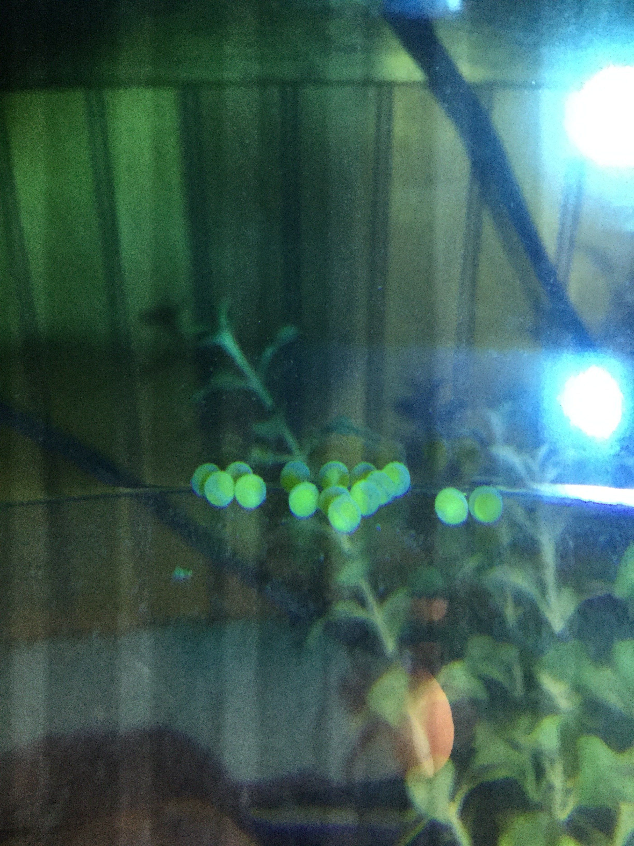 BN pleco eggs day 4 B.JPG