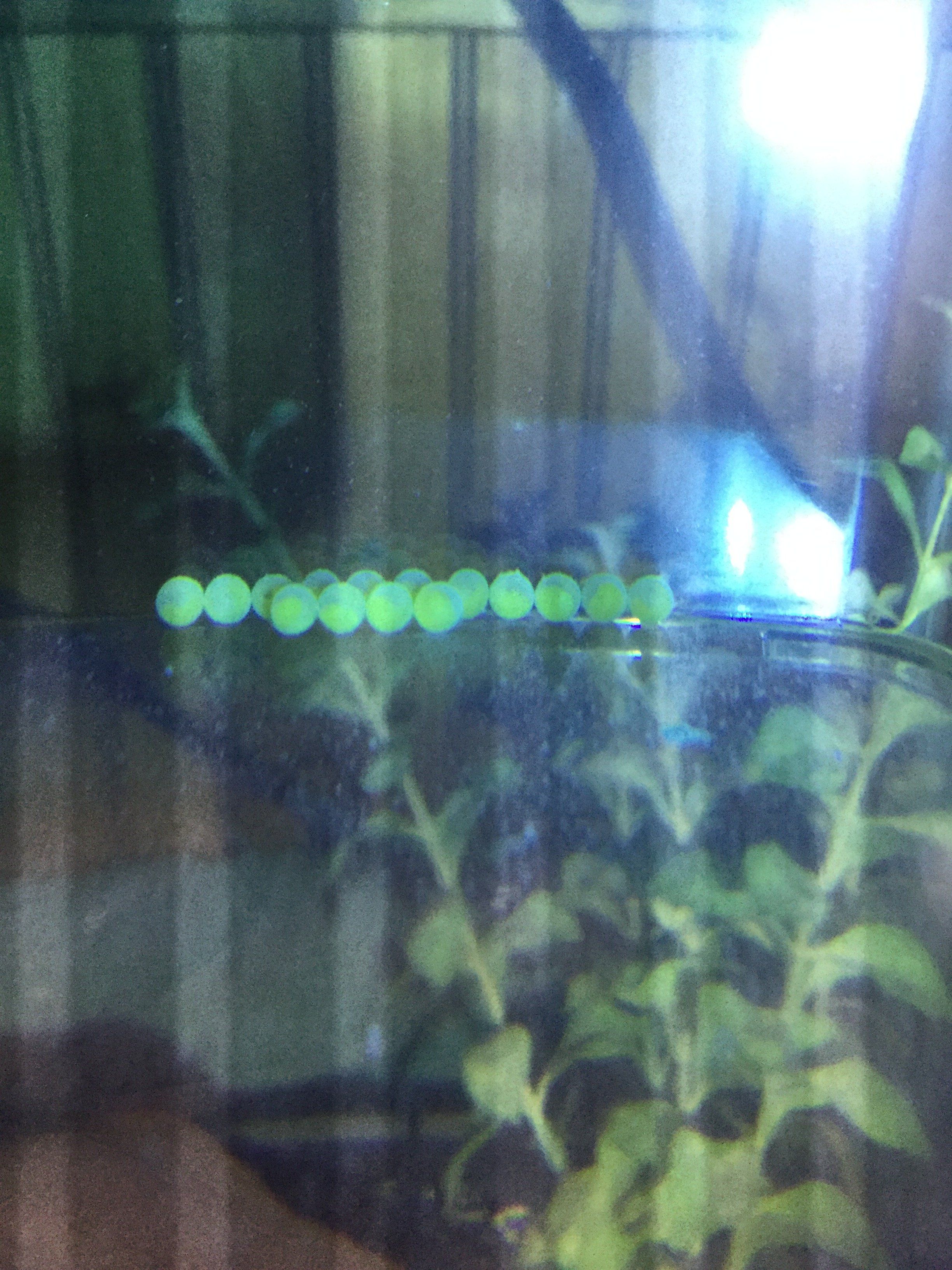 Bn pleco eggs day 5.JPG