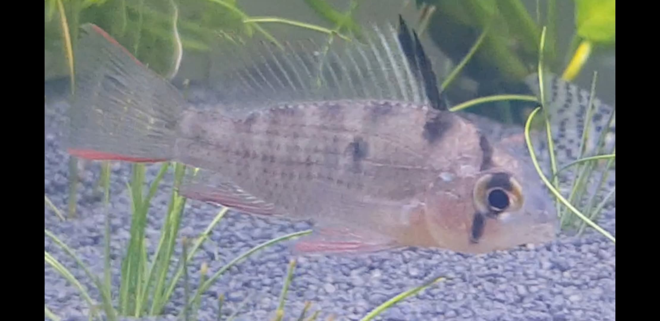 Bolivian Ram Sexing | Tropical Fish Forums