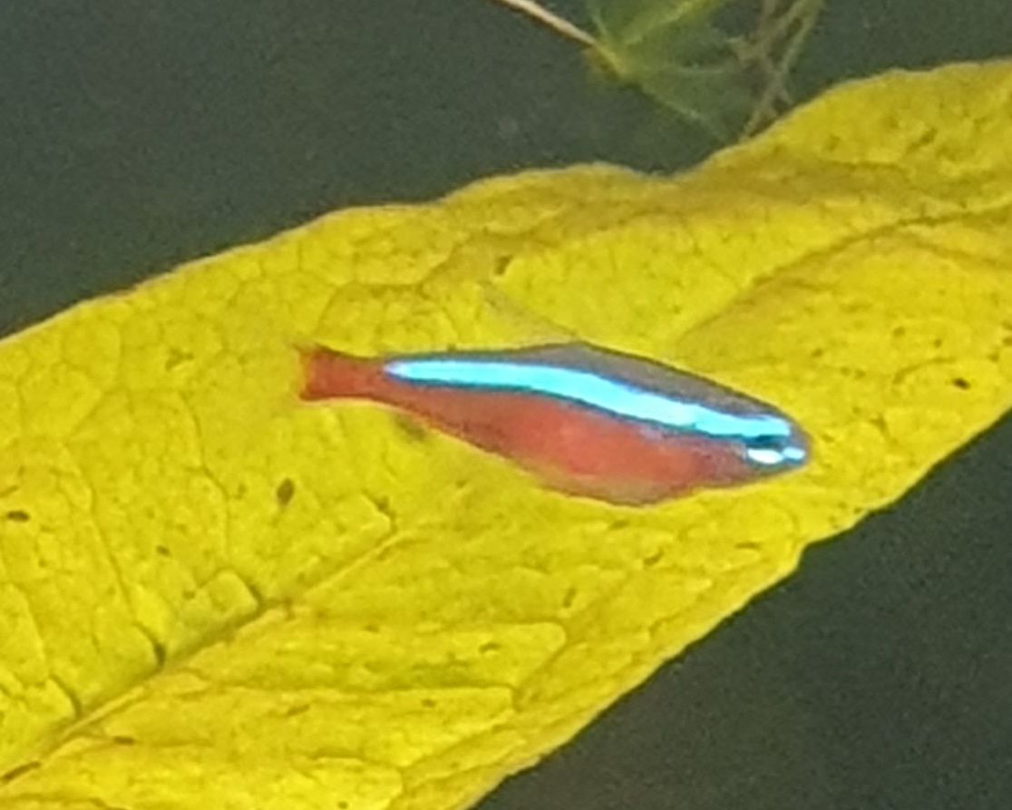 cardinal tetra.jpg