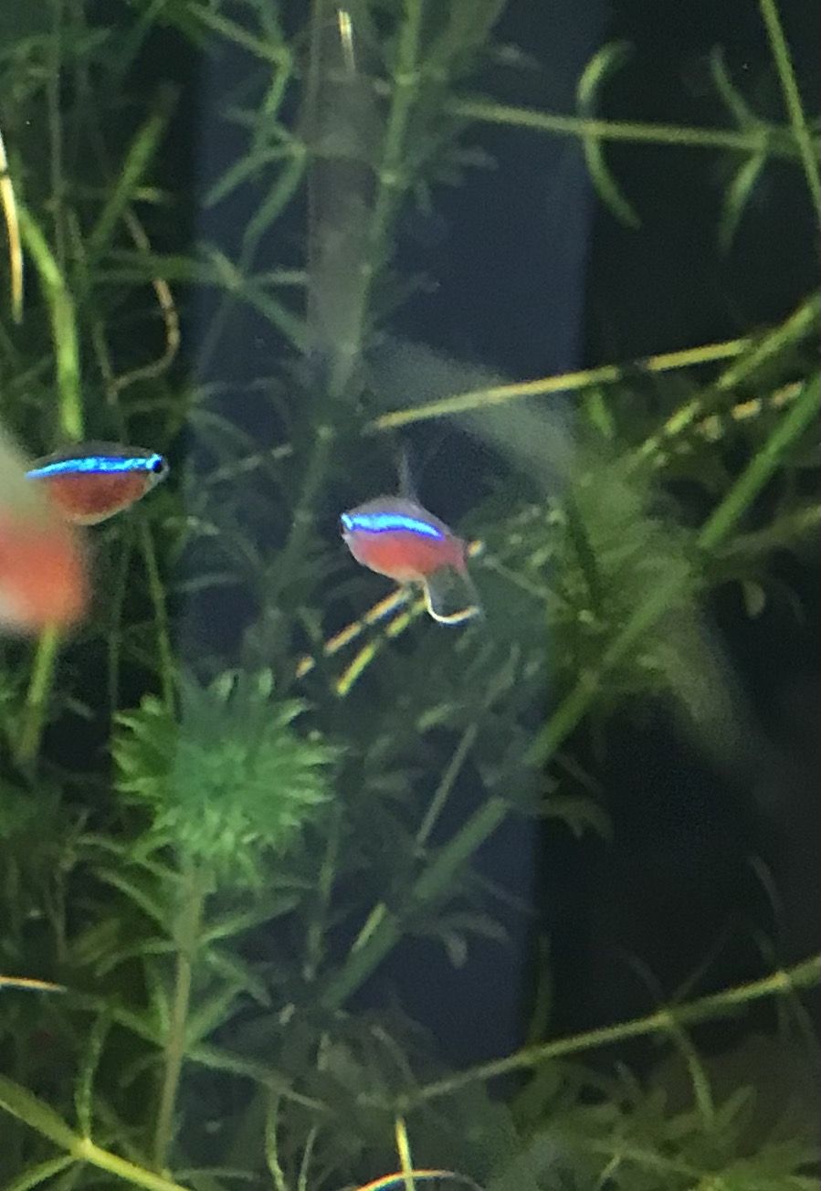 cardinal tetra white poo.jpeg