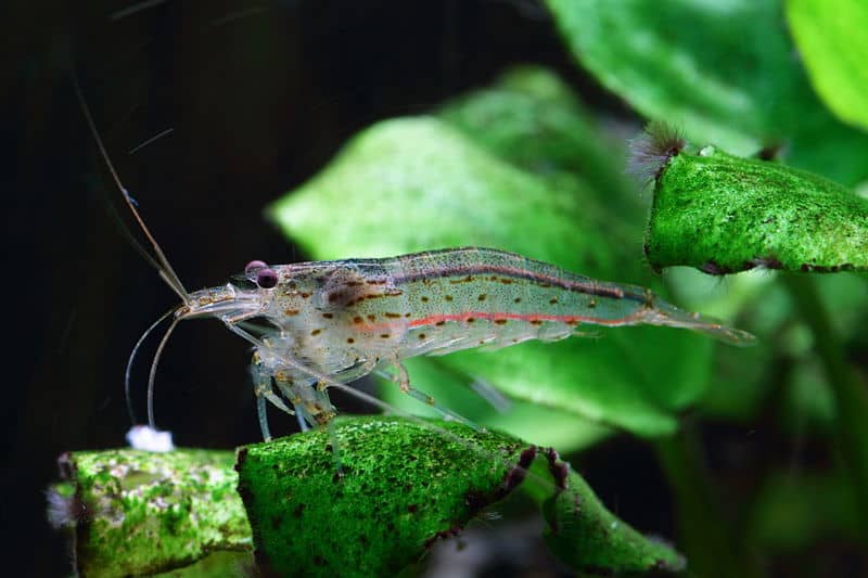 Caridina_multidentata_.jpg