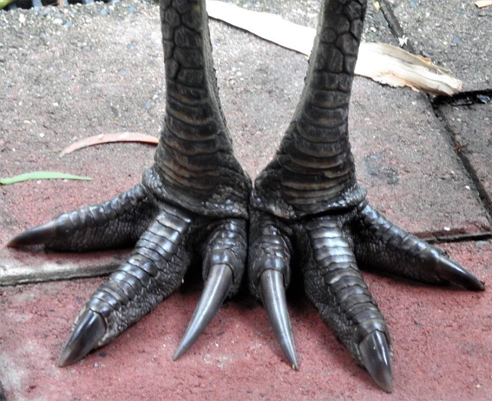 cassowary feet.jpg