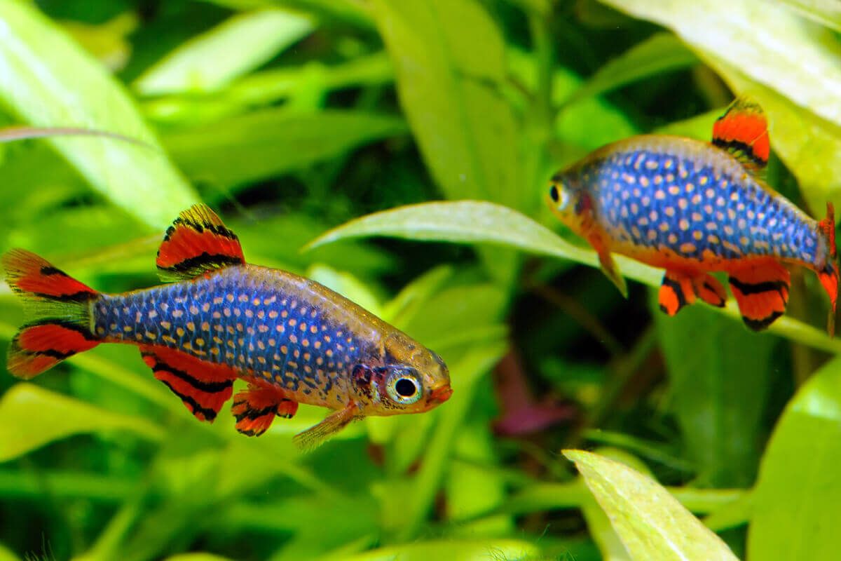 celestial-pearl-danio2.jpg