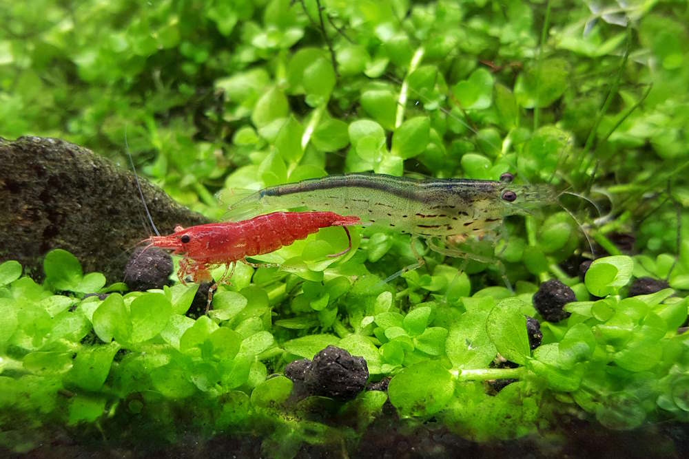 cherry_vs_amano_shrimp.jpg