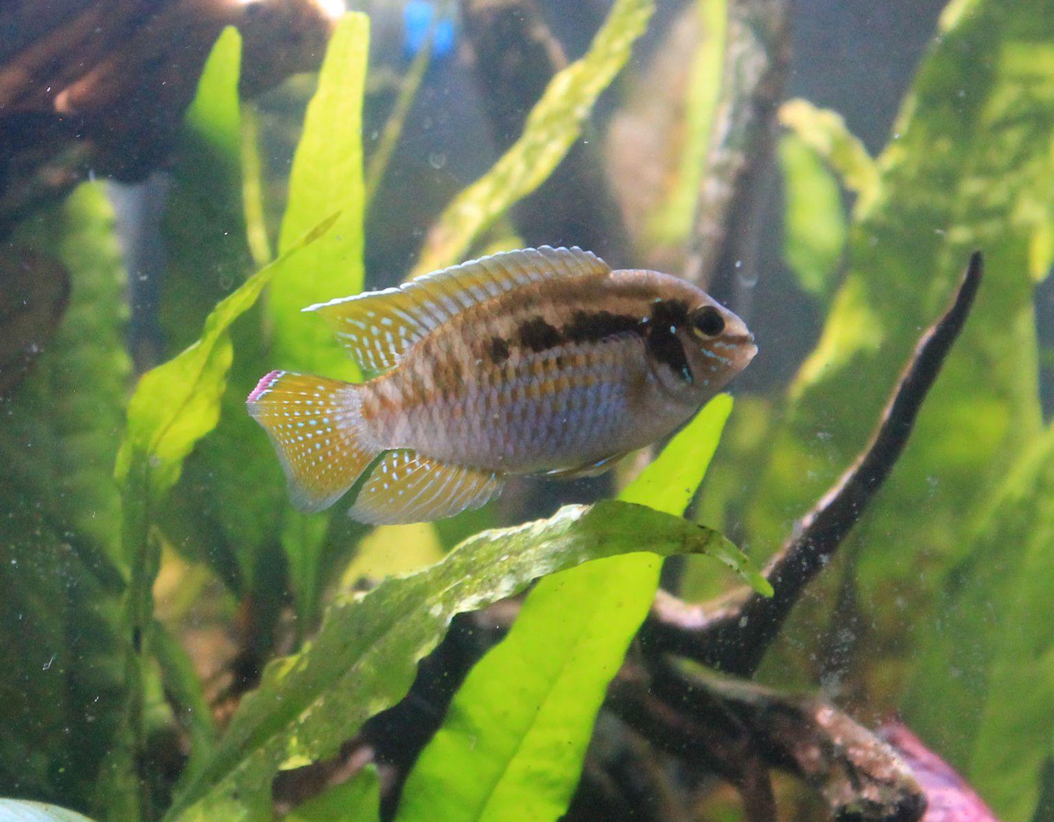 cichlid1-small.jpg