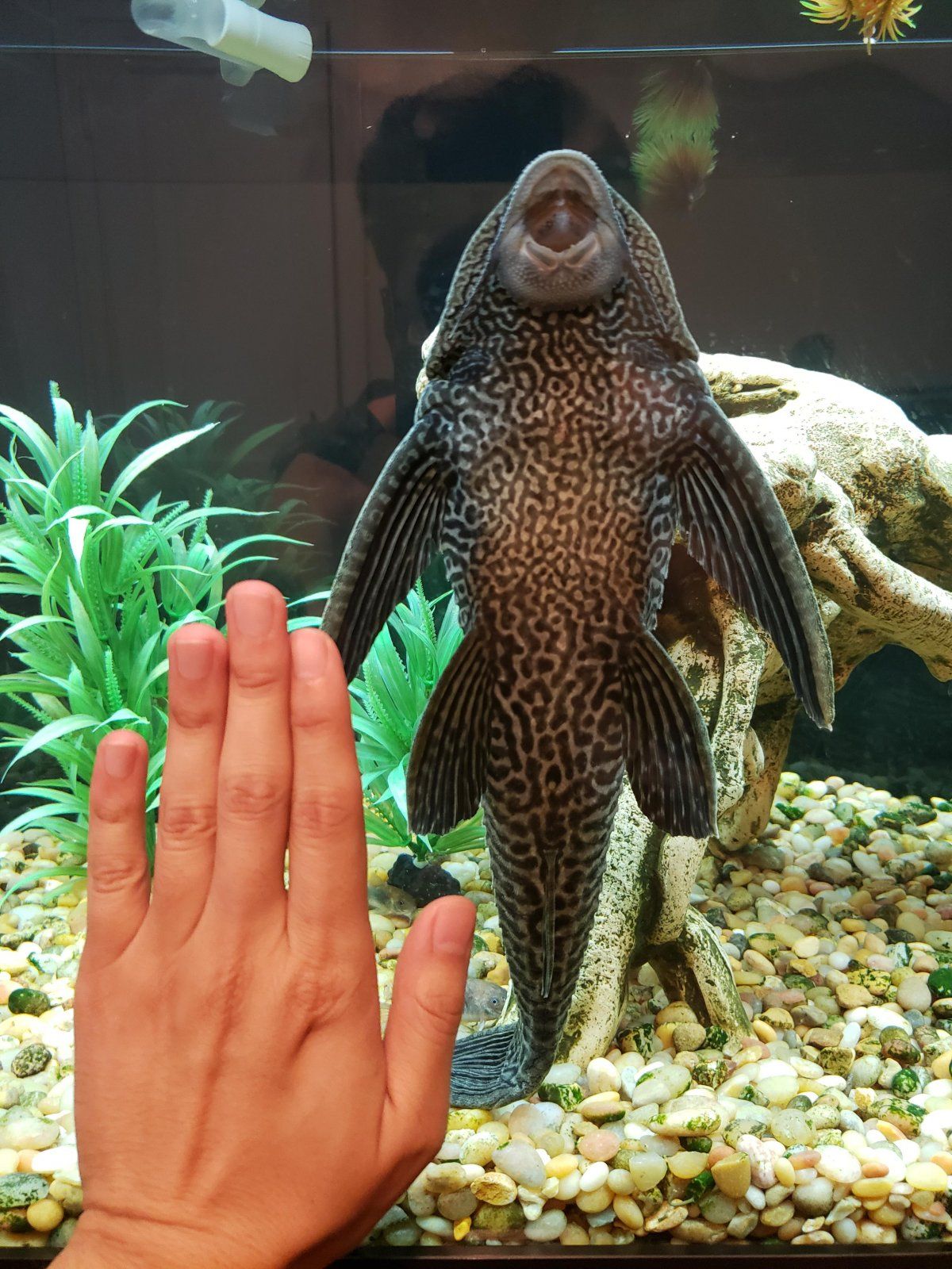 commonPleco.jpg