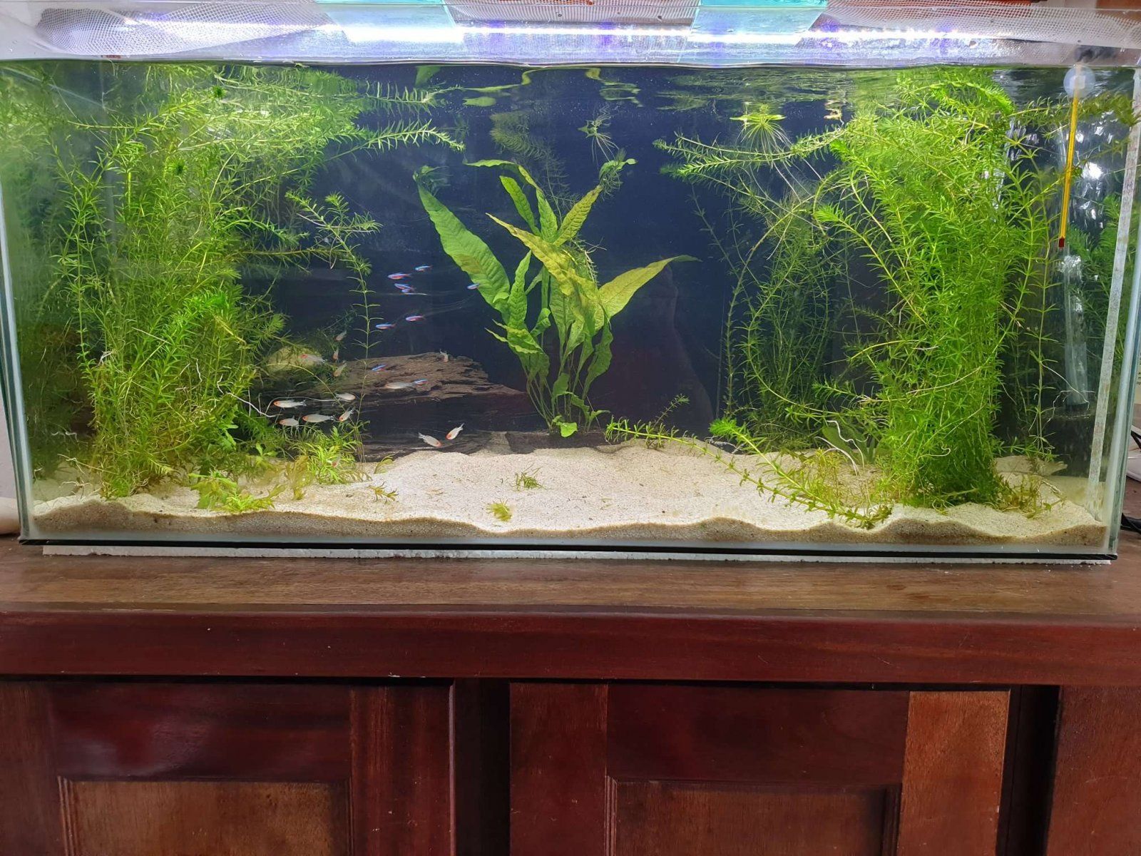 community tank without frogbit.JPEG