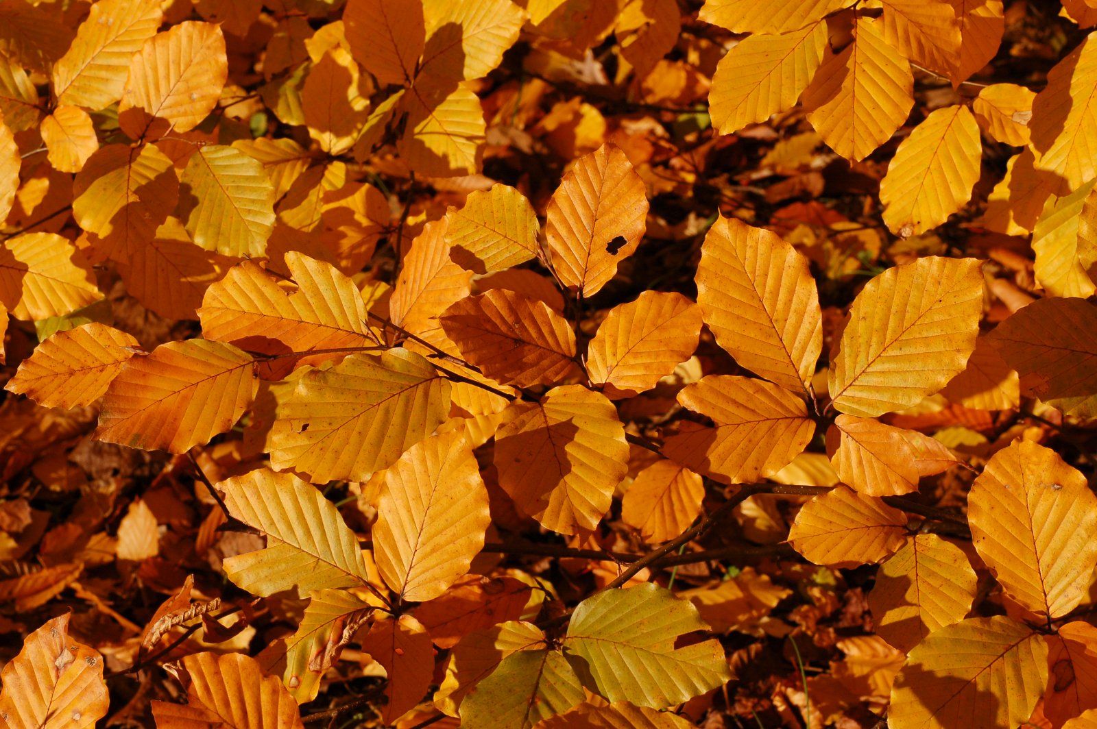 Copper_Beech_Fagus_sylvatica_f._purpurea_Autumn_Leaves_Closeup_3008px.jpg