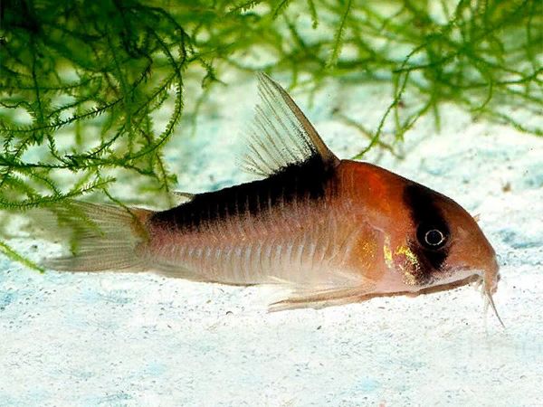 Corydoras adolfoi.jpg