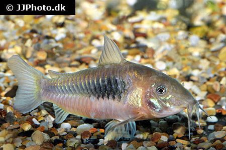 Corydoras aeneus - bronze cory.jpg