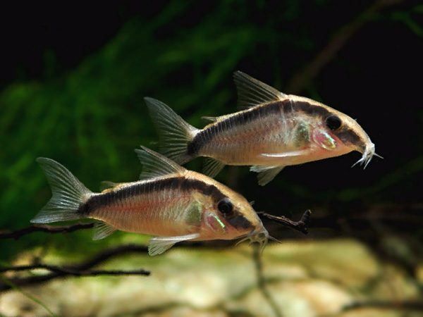 Corydoras arcuatus - Skunk cory.jpg