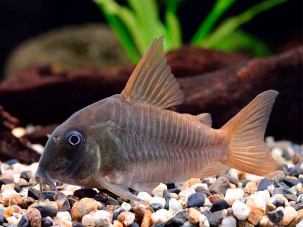 Corydoras concolor - Slate cory.jpg