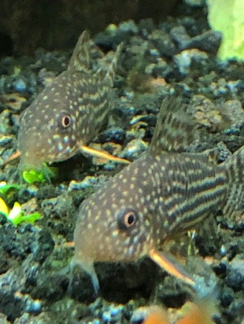 corydoras.jpg