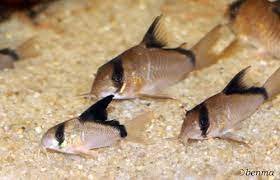 Corydoras metae - Bandit cory.jpg