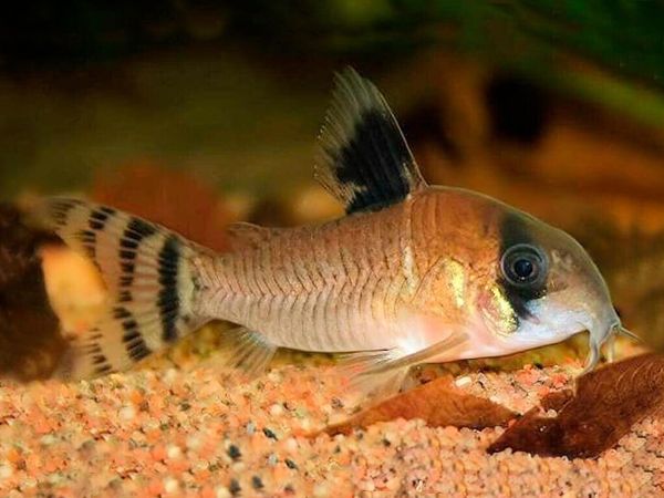 Corydoras oiapoquensis - Flag-Tailed Panda cory.jpg