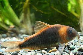 Corydoras Sp. aff. eques - False horseman cory.jpg