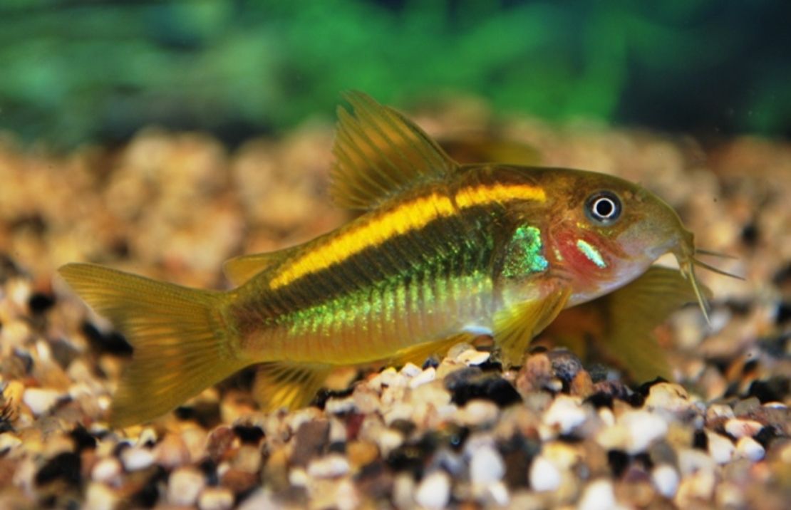 Corydoras Sp. Orange Laser.jpg