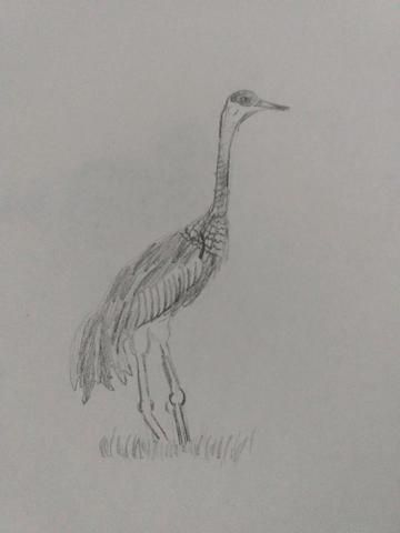 Crane drawing.jpg