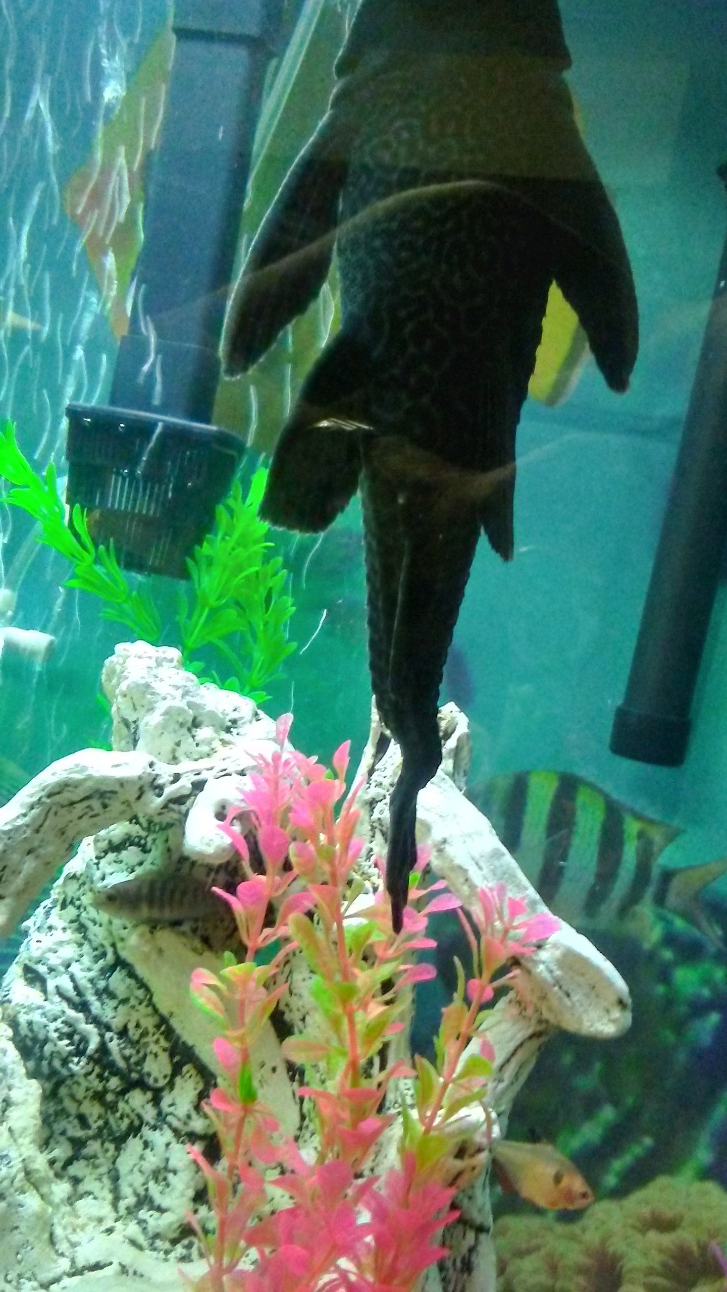 Crooked Pleco tail 2.jpg