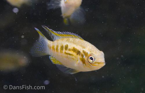 Dans-Fish-Smiling-Dwarf-Cichlid-Smiling-Dwarf-Cichlid-Laetacara-araguaiae-1-30d8c44eb86241e683...jpg