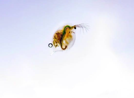 daphnia_macro_550.jpg