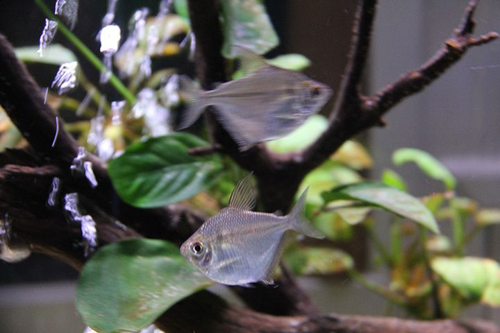 disc tetras.jpg