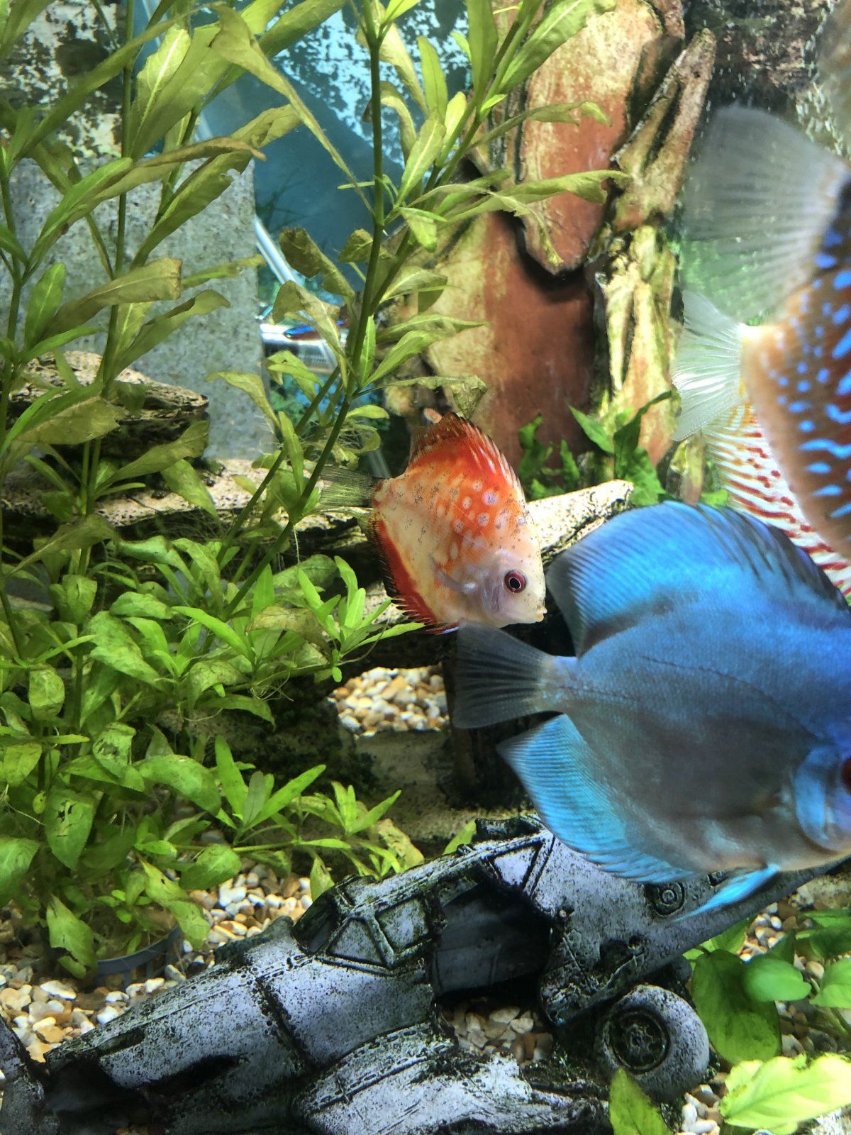 discus1.jpg