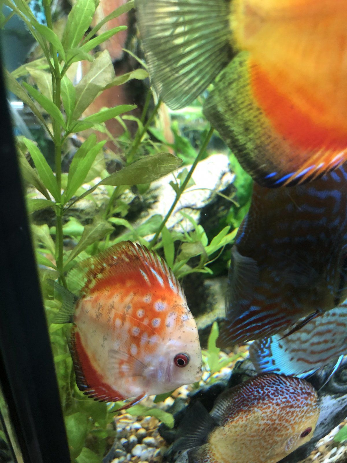 discus3.jpg