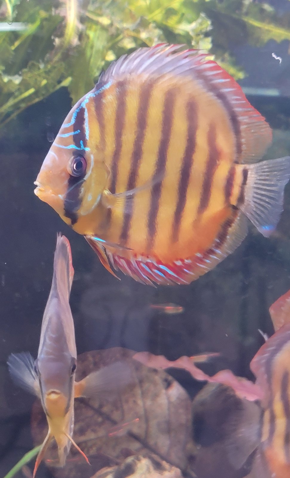 discus_oct_2024.jpg