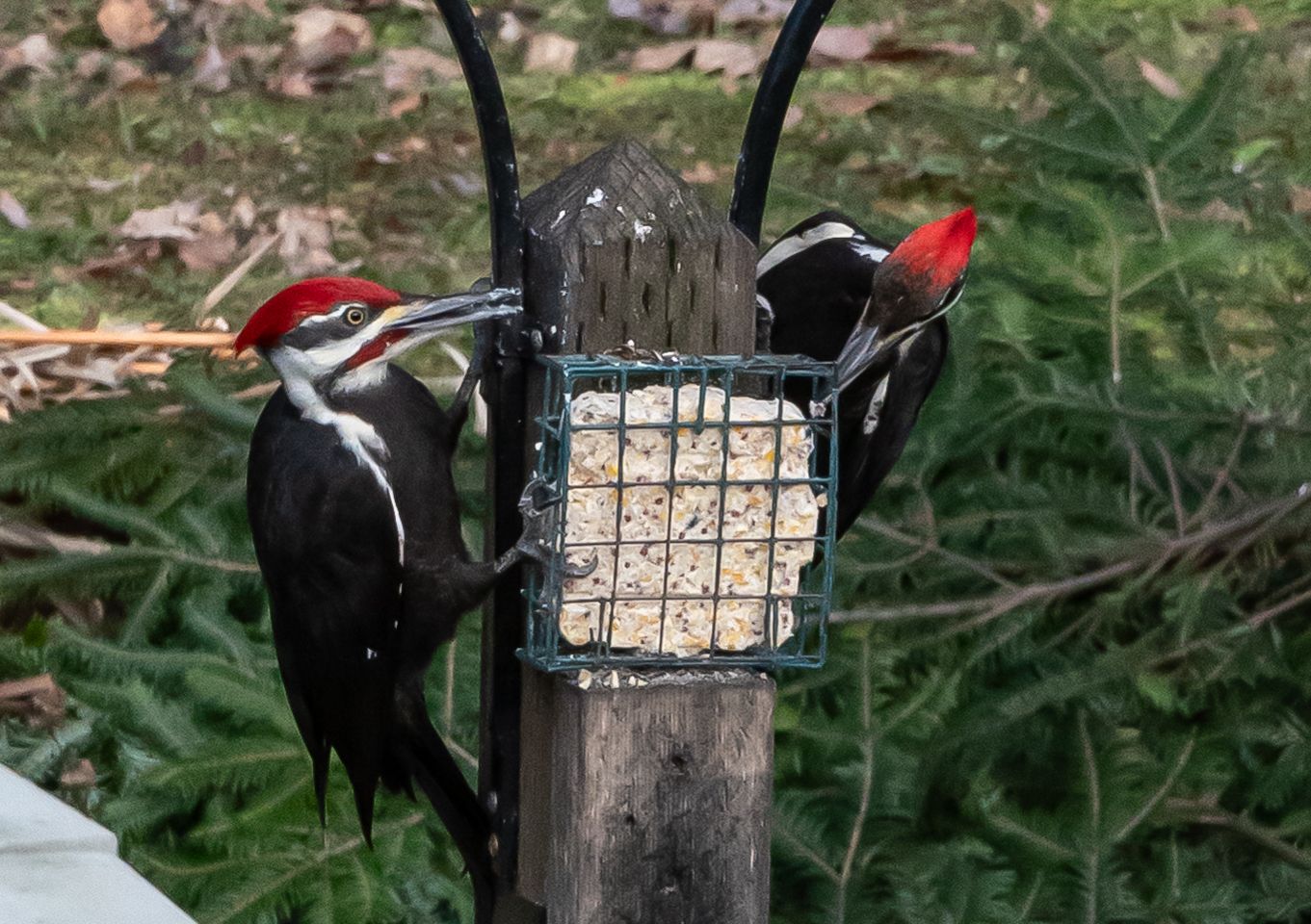 DSC_4565 Pileated Woodpeckers-Feeder.jpg