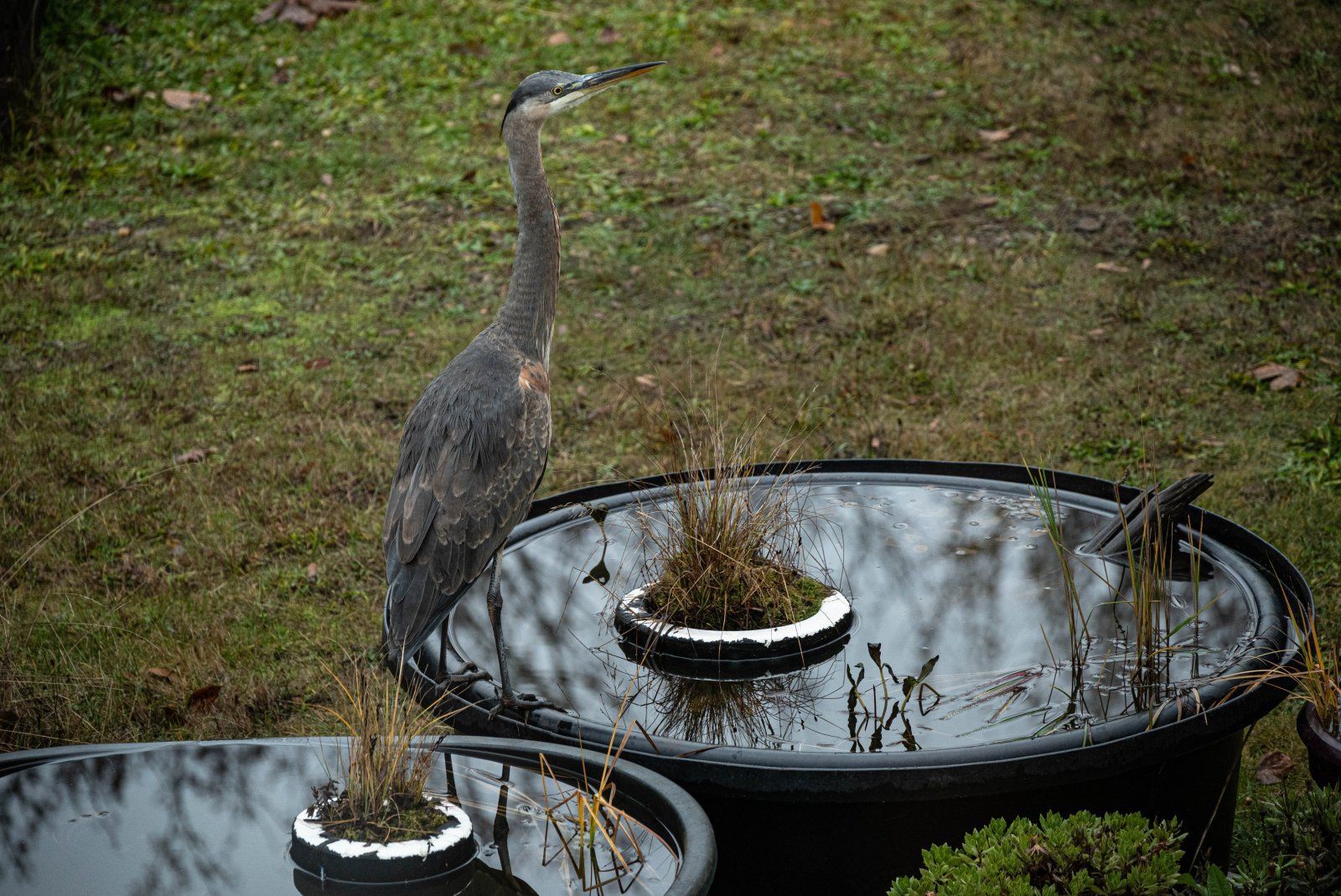 DSC_5953_2022-11-Heron et all.jpg