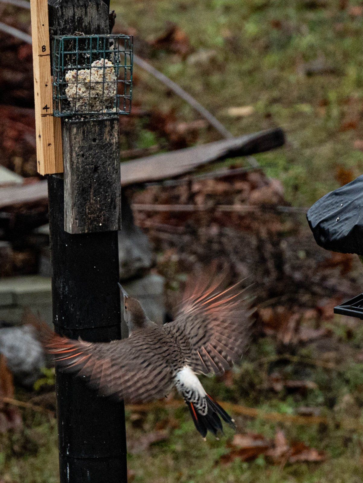 DSC_5961_2022-11-Heron et all.jpg