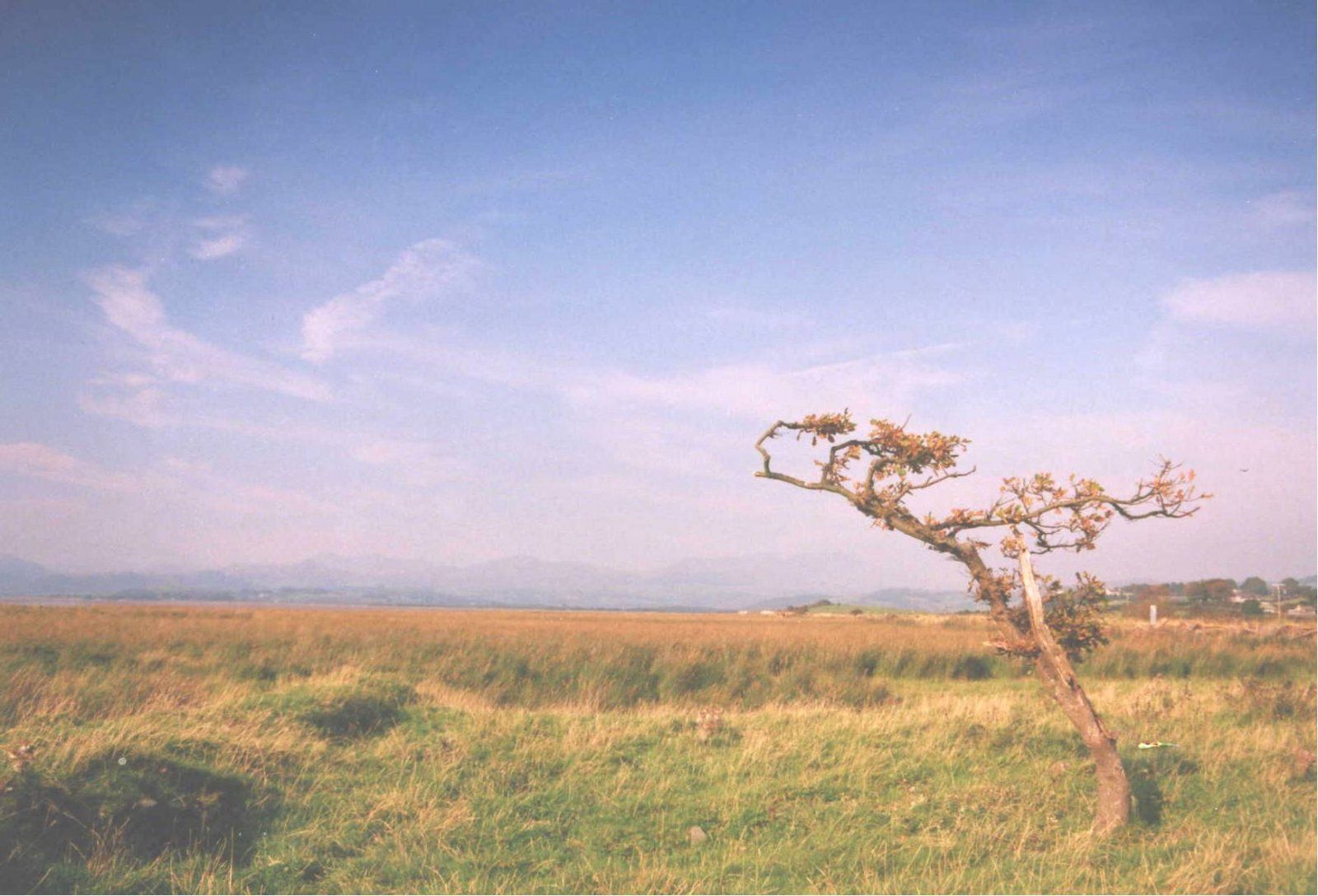 Duddon Tree Harmony a.jpg