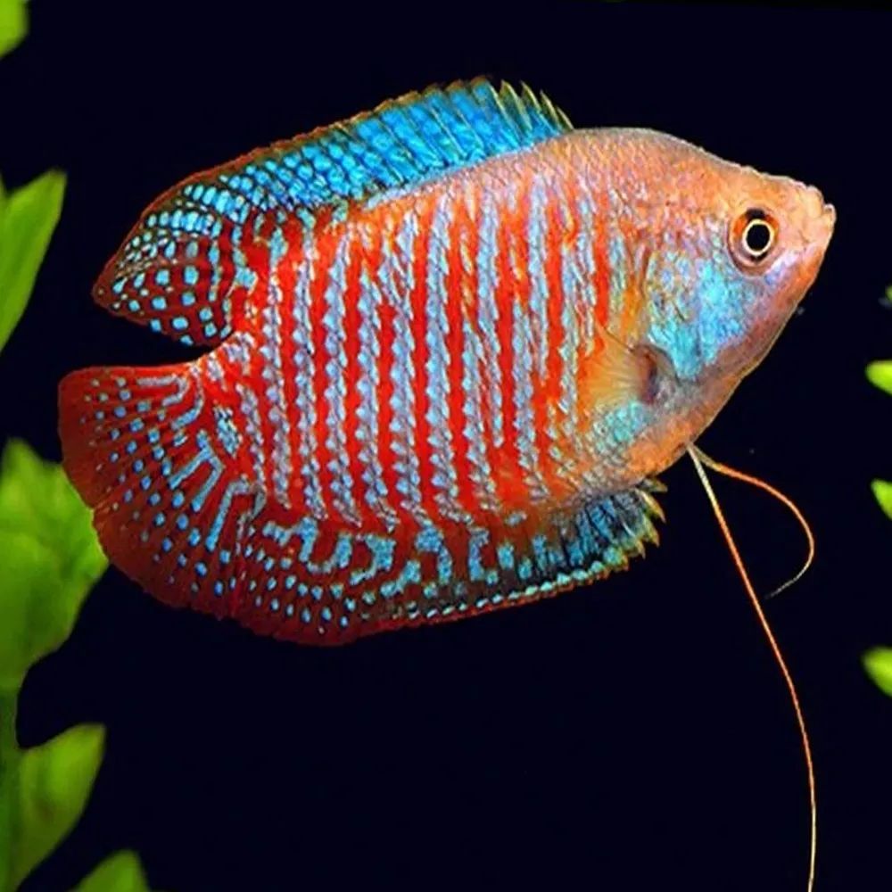 dwarf gourami.jpg