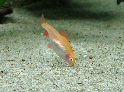 female albino cherry barb.JPG