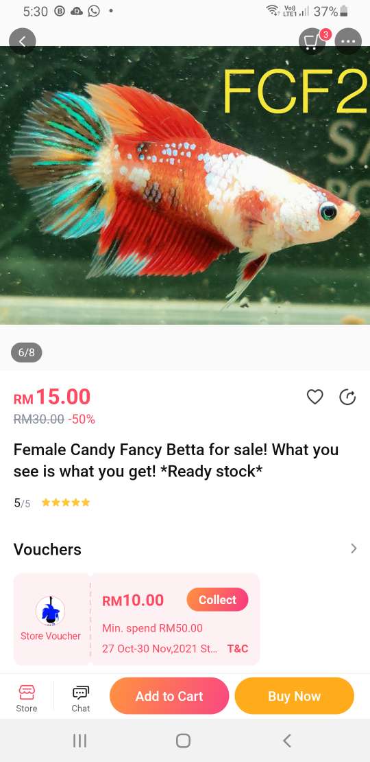 female candy betta.JPEG