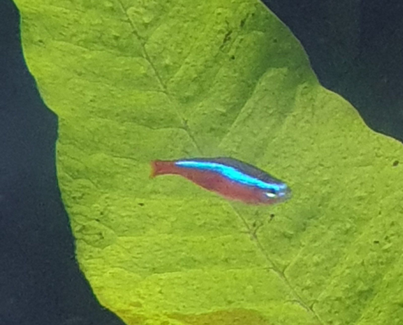 female cardinal tetra.jpg